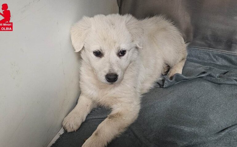 cane in adozione in sardegna