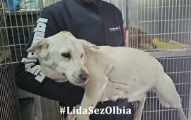 cagnetta in adozione in sardegna
