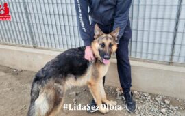 cane in adozione