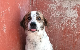 cane sardo in adozione