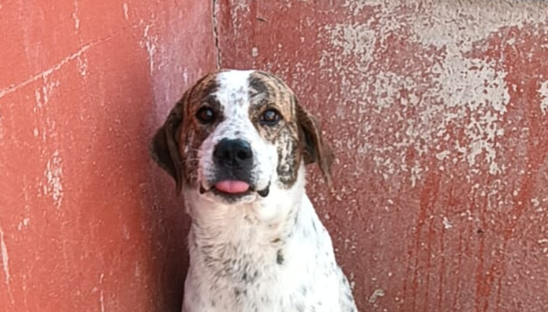 cane sardo in adozione
