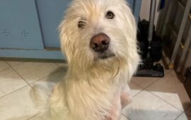 cane tripode in adozione in sardegna