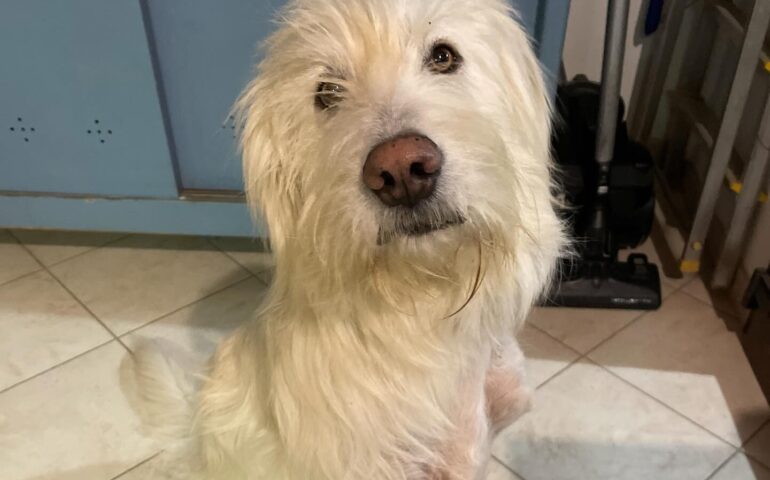 cane tripode in adozione in sardegna