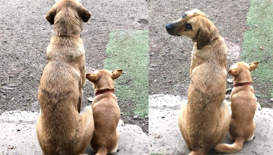 cani in adozione in sardegna