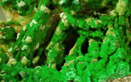 conicalcite sarda
