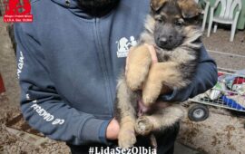 cucciola in adozione