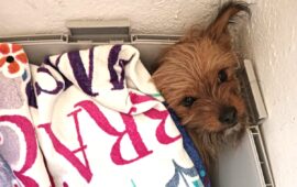 cucciolo in adozione in sardegna