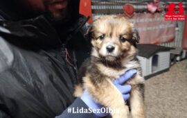 cucciolo in adozione in sardegna