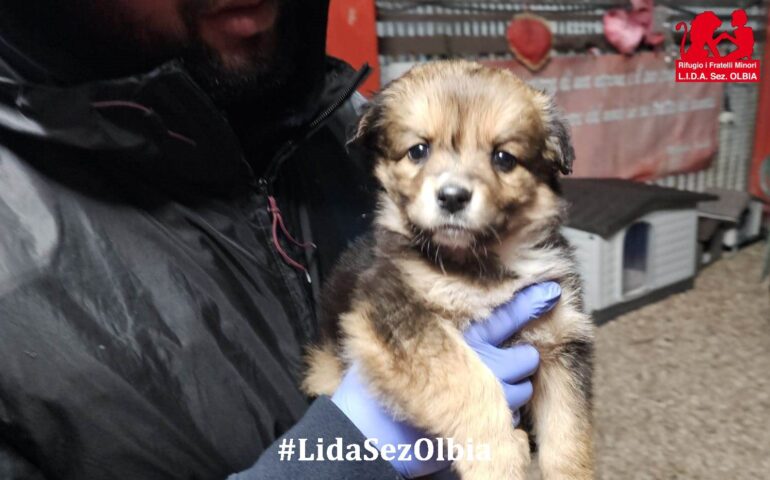 cucciolo in adozione in sardegna