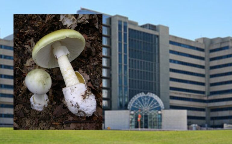 pensionato avvelenato da funghi a olbia