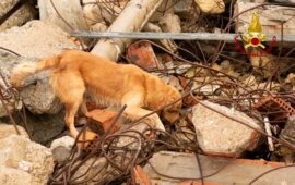 nuova unità cinofila dei vigili del fuoco della sardegna