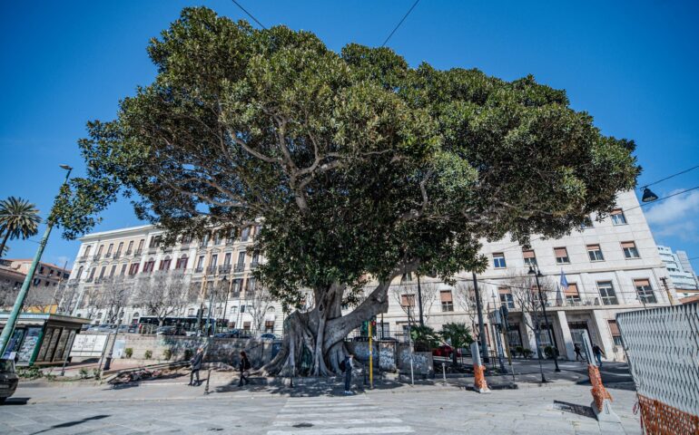 Ficus in piazza Ingrao a Cagliari