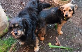 cani in adozione in sardegna
