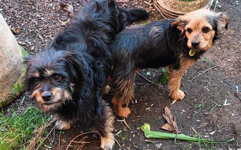 cani in adozione in sardegna