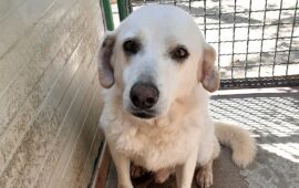 cane in adozione in sardegna