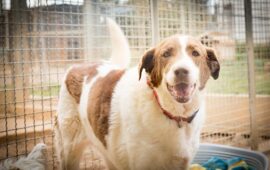 cane in adozione in sardegna