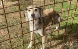 cane sardo in cerca di casa