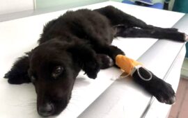cane investito a Olbia