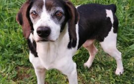 cane in adozione in Sardegna