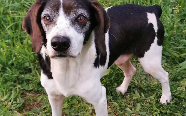 cane in adozione in Sardegna