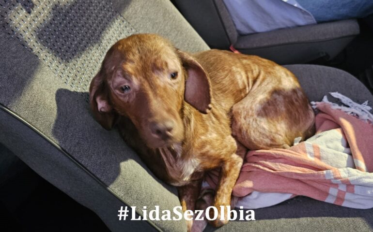 cane sardo in cerca di casa 2