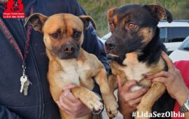 cani in adozione in Sardegna