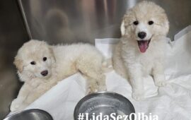 cuccioli in adozione in sardegna