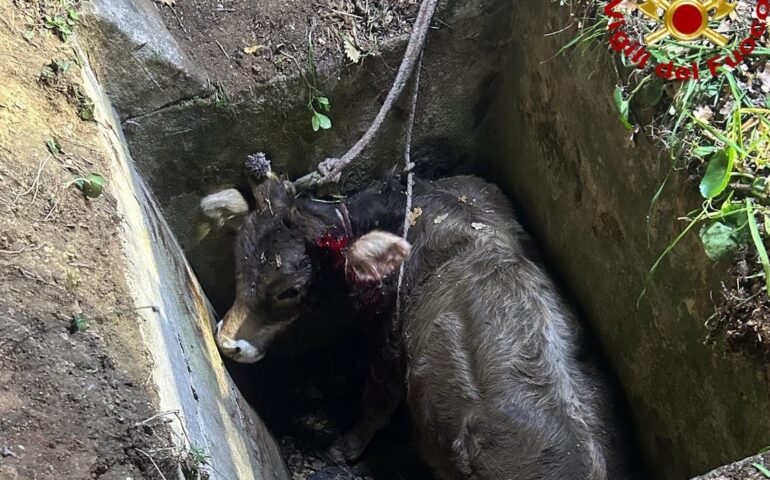 Vitello cade in un pozzetto: salvato con carrucole dai Vigili del Fuoco