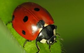 Una coccinella (foto Wikipedia)