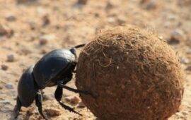 Scarabeo stercorario