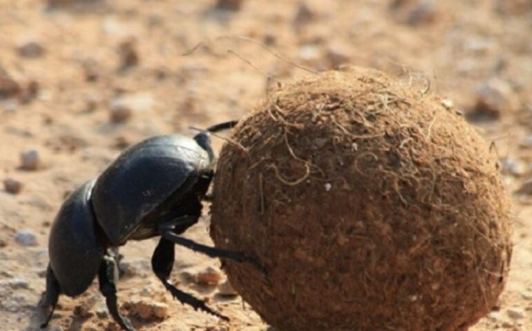 Scarabeo stercorario