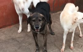cane sardo che cerca casa 2