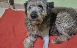 cane sardo che cerca casa 2