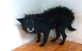 cane sardo in cerca di casa