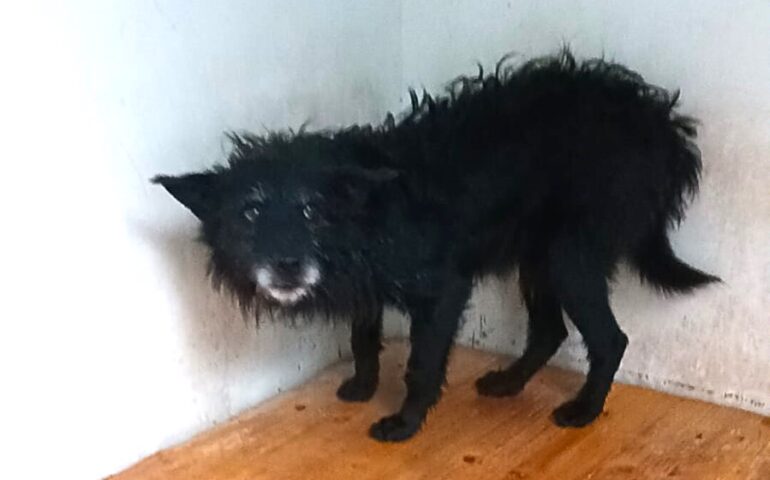 cane sardo in cerca di casa