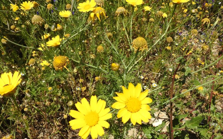 Come si chiama il fiore più popolare e diffuso della Sardegna?