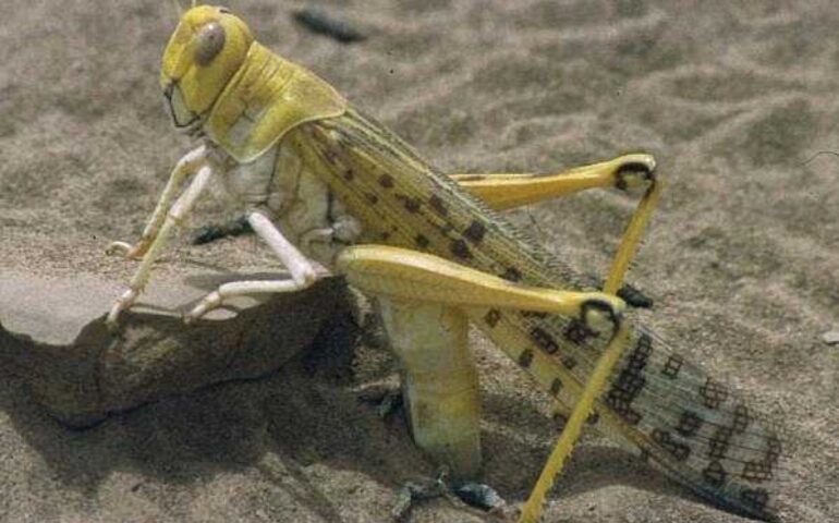 Una cavalletta
