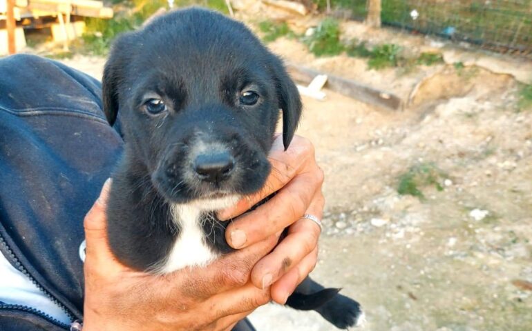 cuccioli in cerca di casa