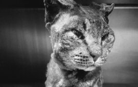 tigro, il gatto bruciato a dolianova è morto