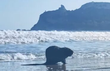 nutria al poetto