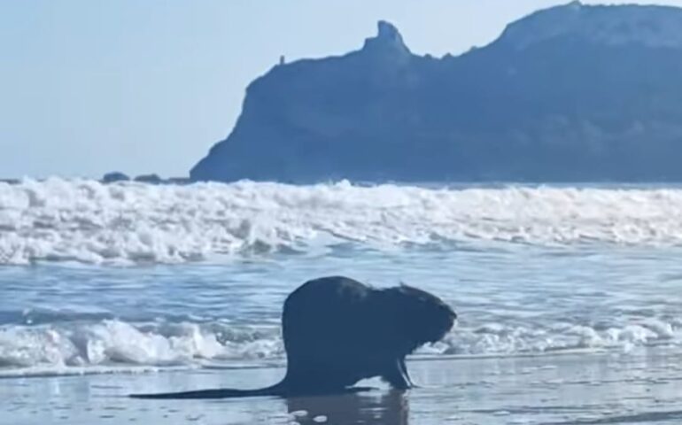 nutria al poetto