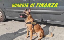 pastore belga della guardia di finanza