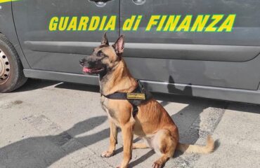 pastore belga della guardia di finanza