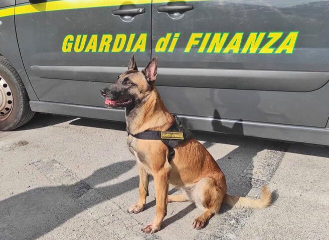 pastore belga della guardia di finanza