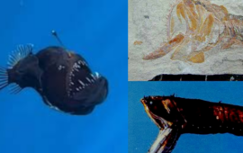 pesce degli abissi