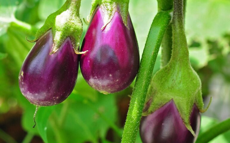 Melanzane (Wikipedia)