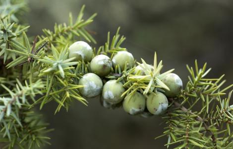 Ginepro coccolone PH Sardegna Foreste