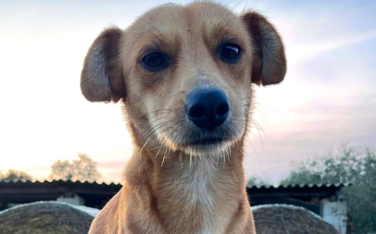cagnolino smarrito