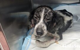 cane abbandonato