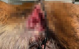 cane con trappola dei bracconieri